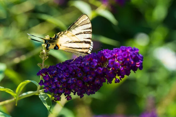 Schmetterling Bestäubt Schöne Blumen Die Freien Wachsen Sommerkonzept Nahsicht — Stockfoto