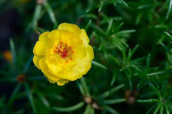 Bellissimo Fiore Che Cresce Giardino Estate Giornata Sole — Foto Stock