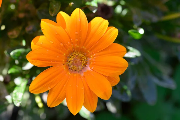 Bellissimo Fiore Che Cresce Giardino Estate Giornata Sole — Foto Stock