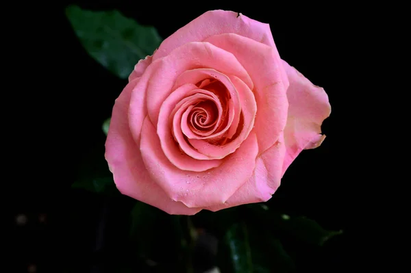 Красивая Роза Темном Фоне Романтическая Концепция Близкий Вид — стоковое фото