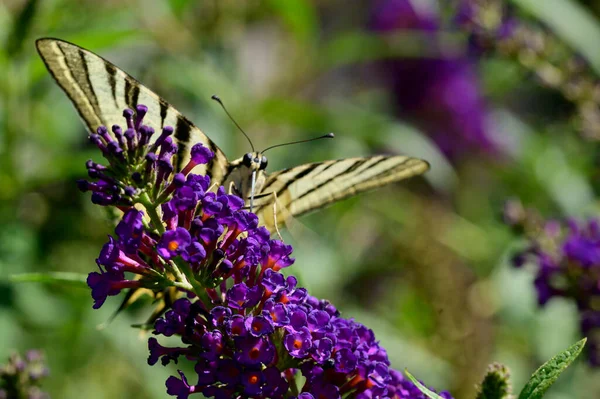 Schmetterling Bestäubt Schöne Blumen Die Freien Wachsen Sommerkonzept Nahsicht — Stockfoto