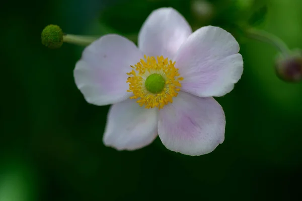 Belle Fleur Poussant Dans Jardin Journée Ensoleillée Été — Photo