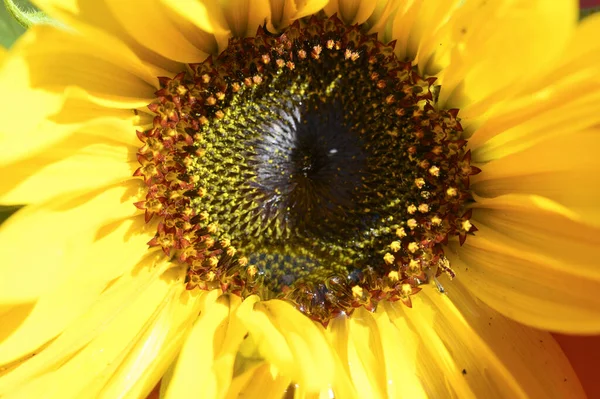 Beau Tournesol Poussant Dans Prairie Journée Ensoleillée Été — Photo