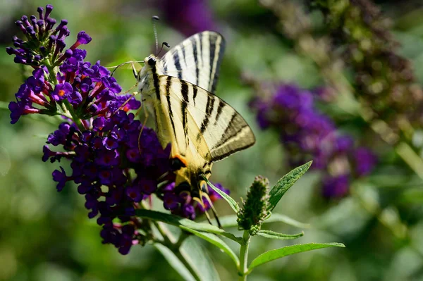 Schmetterling Bestäubt Schöne Blumen Die Freien Wachsen Sommerkonzept Nahsicht — Stockfoto