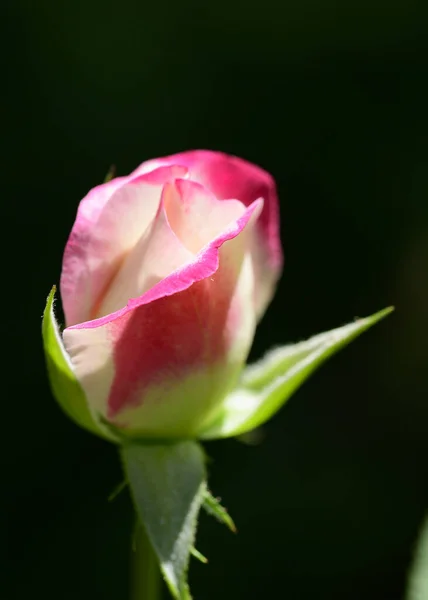 Bela Rosa Crescendo Jardim Verão Dia Ensolarado — Fotografia de Stock