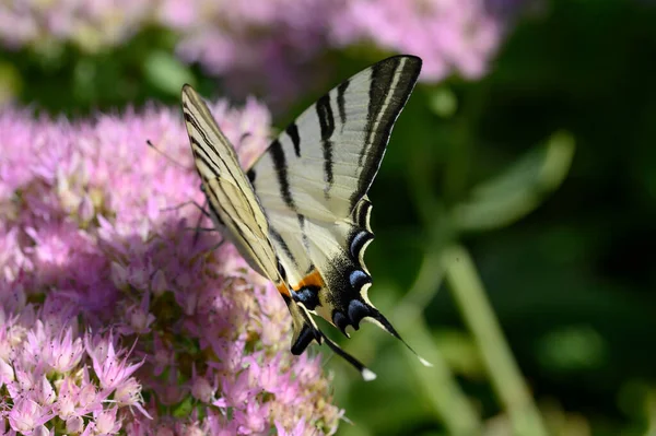 蝴蝶授粉美丽的花朵生长在室外 夏天的概念 近距离观察 — 图库照片