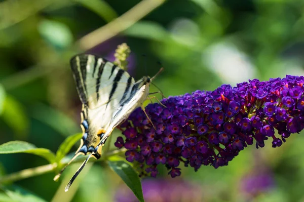 Farfalla Che Impollina Bellissimi Fiori Che Crescono All Aperto Concetto — Foto Stock