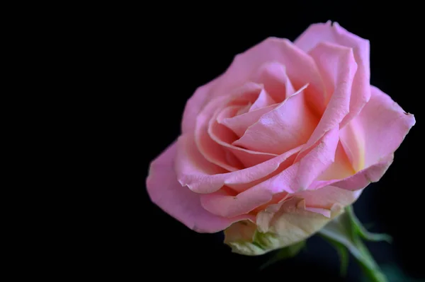 Bela Rosa Fundo Escuro Conceito Romântico Vista Perto — Fotografia de Stock