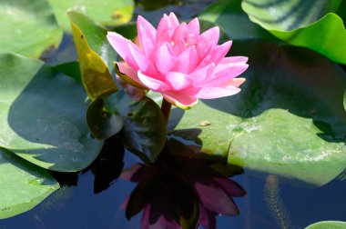 Gölün üzerindeki nilüferlere yaklaş.