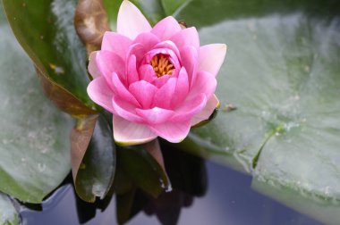 Gölün üzerindeki nilüferlere yaklaş.