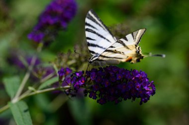 Mor çiçeklerin üzerinde oturan kelebek böceği, görüntüyü kapat