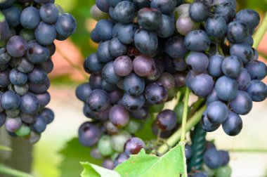 açık havada yetişen olgun üzüm, yaz konsepti, yakın görüş  