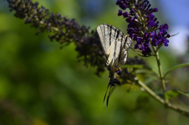 Mor çiçeklerin üzerinde oturan kelebek böceği, görüntüyü kapat