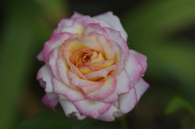 Bahçedeki güzel gül, yakın manzara