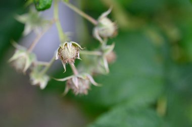 Böğürtlenli çalı, yakın görüş, yaz konsepti 
