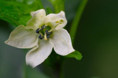 Beyaz çiçek yakın plan, yaz konsepti