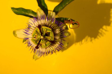 Parlak arkaplanda güzel bir çiçek, yakın görüş  