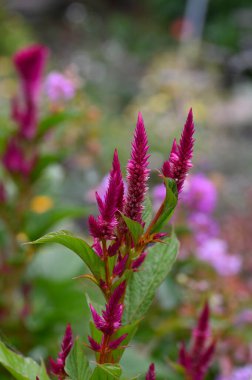 Bahçedeki güzel mor çiçekler