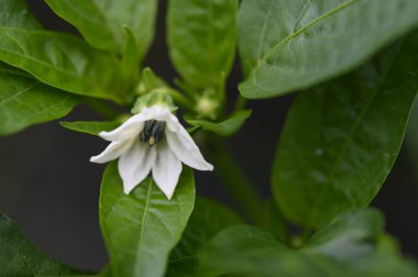 Beyaz çiçek yakın plan, yaz konsepti