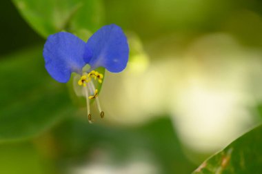 Bahçede büyüyen güzel bir çiçek, yakın çekim manzarası. 