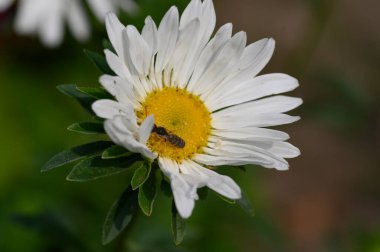 Arı tozlaşan güzel çiçek bahçede büyüyor, yakın çekim manzarası 