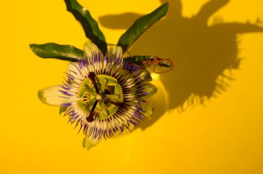 Parlak arkaplanda güzel bir çiçek, yakın görüş  