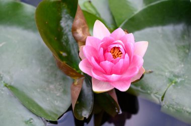 Gölün üzerindeki nilüferlere yaklaş.