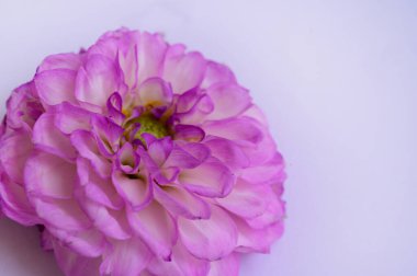 Güzel pembe çiçeğe yakın çekim, stüdyo çekimi.