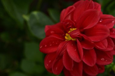 Bahçedeki güzel kırmızı çiçek