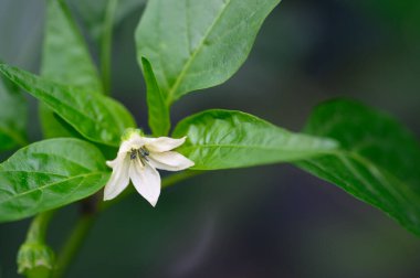 Beyaz çiçek yakın plan, yaz konsepti