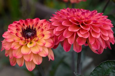 Kırmızı Yıldız çiçeği çiçek, görünümü kadar yakın