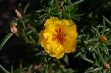 Sarı çiçek, manzarayı kapat.