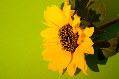 Sarı ayçiçeği, yakın çekim, stüdyo çekimi