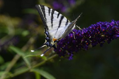 Mor çiçeklerin üzerinde oturan kelebek böceği, görüntüyü kapat