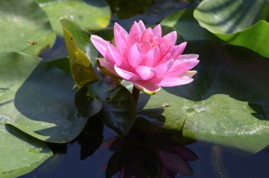 Gölün üzerindeki nilüferlere yaklaş.