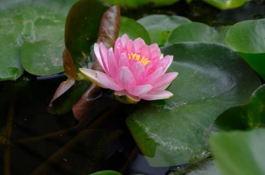 Gölün üzerindeki nilüferlere yaklaş.