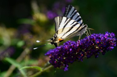 Mor çiçeklerin üzerinde oturan kelebek böceği, görüntüyü kapat