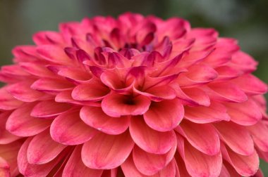 Kırmızı yıldız çiçeği, yakın görüş