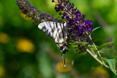 Mor çiçeklerin üzerinde oturan kelebek böceği, görüntüyü kapat