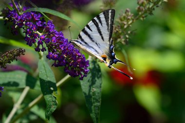 Mor çiçeklerin üzerinde oturan kelebek böceği, görüntüyü kapat