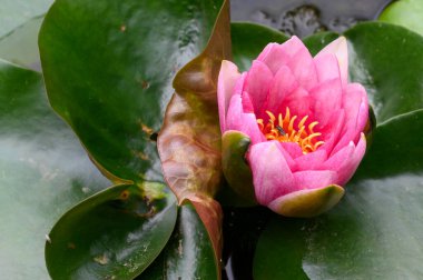 Gölün üzerindeki nilüferlere yaklaş.