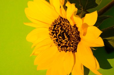 Sarı ayçiçeği, yakın çekim, stüdyo çekimi