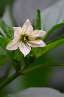 Beyaz çiçek yakın plan, yaz konsepti