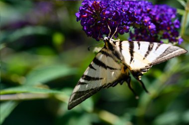 Mor çiçeklerin üzerinde oturan kelebek böceği, görüntüyü kapat