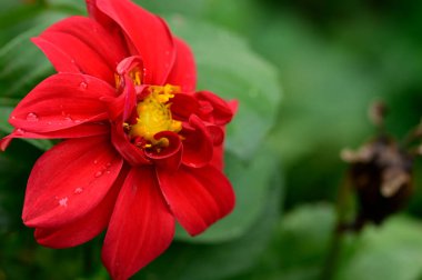 Bahçedeki güzel kırmızı çiçek