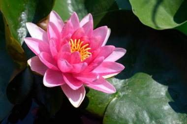 Gölün üzerindeki nilüferlere yaklaş.