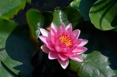 Gölün üzerindeki nilüferlere yaklaş.