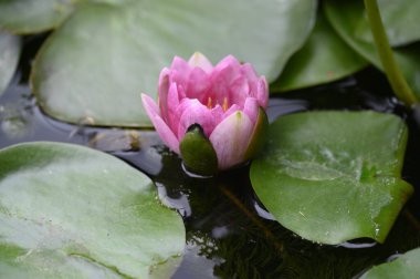 Gölün üzerindeki nilüferlere yaklaş.