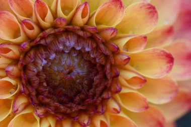 Pembe ve sarı yıldız çiçeği, yakın görüş