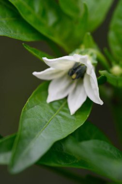 Beyaz çiçek yakın plan, yaz konsepti